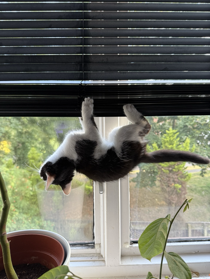 A black and white kitten hangs fully upside down from a set of black horizontal blinds in a window. Nutter.