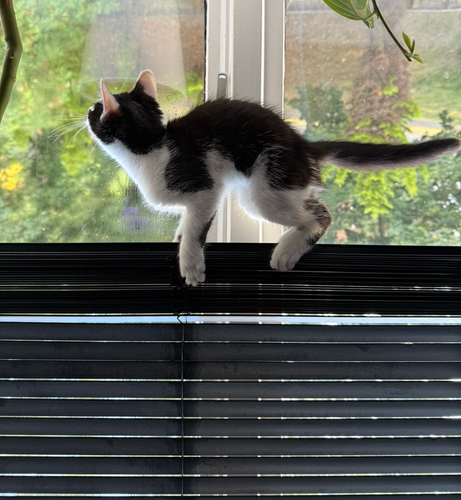 Photograph of a cat standing upright, looking out of a window at a garden.