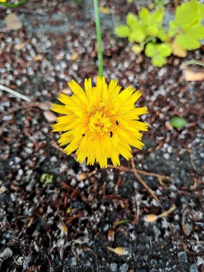 Gewöhnliches Ferkelkraut (Hypochaeris radicata). Der körbchenförmige Blütenstand wird von mehreren Lagen sonnengelb länglich-schmaler und mehrfach gezähnter Kronblätter gesäumt, die über den Korb hinausragen. In der Mitte befindet sich ein Korb von nach innen gebogenen gelben Zungenblüten um einen orangefarbenen Stempel. Drei kleine schwarze längliche Rapsglanzkäfer (Brassicogethes aeneus) sitzen auf der Blüte