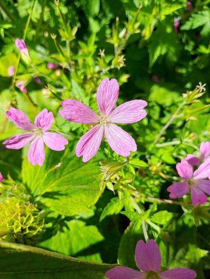 Basken-Storchschnabel (Geranium endressii). Die dicht wachsenden saftgrünen Laubblätter sind fünflappig und stark eingekerbt. Die Blüte besteht aus fünf strahlenartig aus der Mitte wachsenden hell purpurrot genagelten Kronblättern mit dunkler rötlicher Maserung und rund gekerbter Spitze. Um einen gelblichen Fruchtknoten stehen lange gelblich behaart Staubblätter weit aus der Blüte heraus