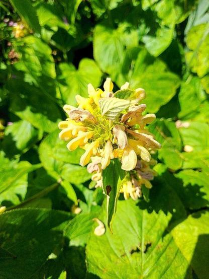 Russel-Brandkraut (Phlomis russeliana). Die großen hellgrün ovalen Laubblätter sind am Stielansatz herzförmig eingeschnitten. Aus dem gelbgrün halbkugeligen Scheinquirl wachsen die sonnengelben asymmetrischen Lippenblüten heraus. Sie bestehen jeweils aus einer länglichen Oberlippe, deren nach oben gewölbte Rundung die kleinere, nach oben gekehrte Unterlippe bedeckt