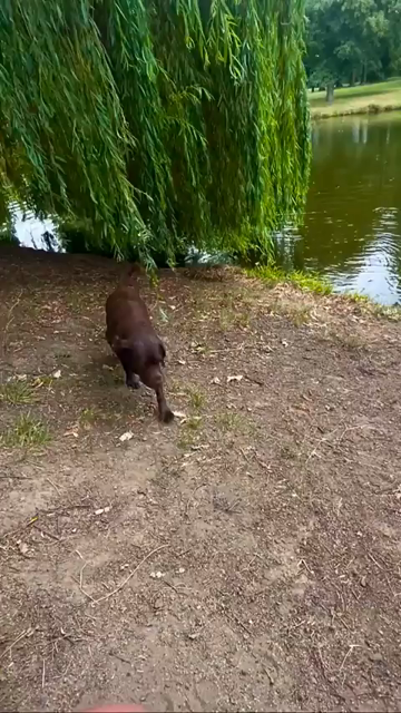 Ein nasser brauner Hund kommt eine Böschung von einem See hoch. Er hat einen gelben Tennisball im Maul, lässt ihn fallen, und während der Hund sich trocken schüttelt, rollt der Ball die Böschung runter, in den See. Der Hund rennt hinterher, ins Wasser, und nass und mit Ball im Maul wieder die Böschung hoch. Und der Ball rollt wieder runter ins Wasser und der Hund hinterher... und immer so weiter