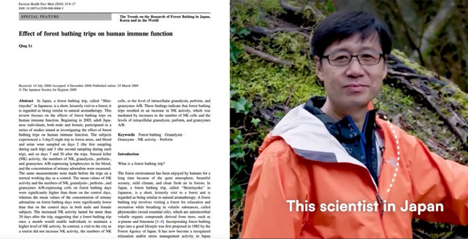 In Japan, a forest bathing trip, called “Shinrinyoku” in Japanese, is a short, leisurely visit to a forest; it is regarded as being similar to natural aromatherapy. This review focuses on the effects of forest bathing trips on human immune function. Beginning in 2005, adult Japanese individuals, both male and female, participated in a series of studies aimed at investigating the effect of forest bathing trips on human immune function. The subjects experienced a 3-day/2-night trip to forest areas, and blood and urine were sampled on days 2 (the first sampling during each trip) and 3 (the second sampling during each trip), and on days 7 and 30 after the trips. Natural killer (NK) activity, the numbers of NK, granulysin-, perforin-, and granzymes A/B-expressing lymphocytes in the blood, and the concentration of urinary adrenaline were measured.
