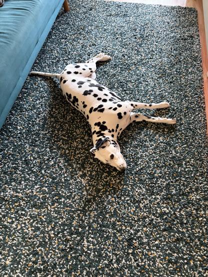 Dalmatian laying on its side on a carpet