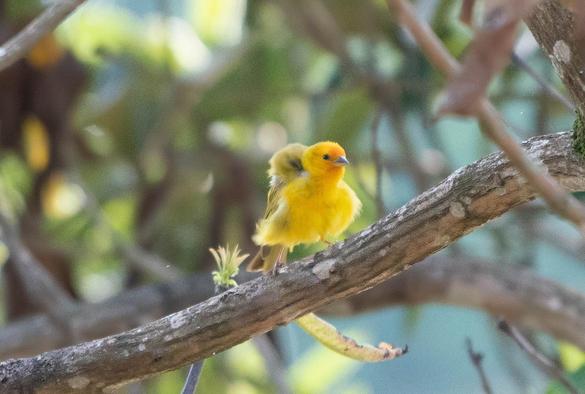 I’m not a bird expert, but I think it’s a saffron finch visiting my garden.