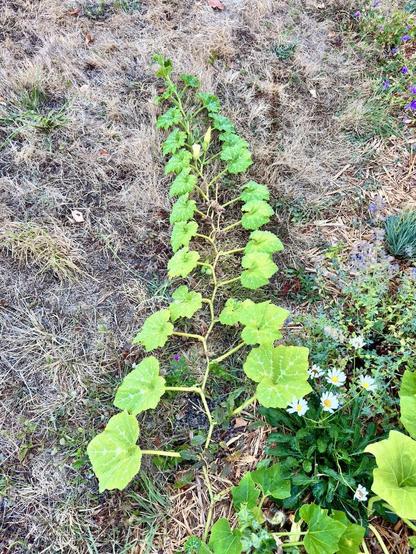 Le gang des courgettes a décidé unilatéralement de sortir de sa zone de confort… Bon, beaucoup d’esbroufe mais peu de légumes…!