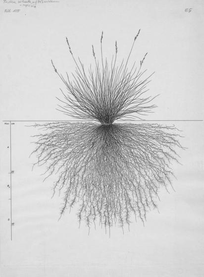 A drawing of a plant's root system from the linked website.

- plant height: 35 centimeters / 13.8 inches
- root depth: 46 centimeters / 18.1 inches
- root system diameter: 63 centimeters / 24.8 inches
