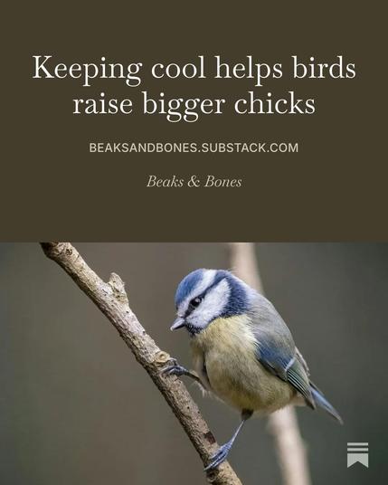 Photo of a Blue tit perching on a twig. Text above the photo:
Keeping cool helps birds raise bigger chicks
beaksandbones.substack.com
Beaks & Bones