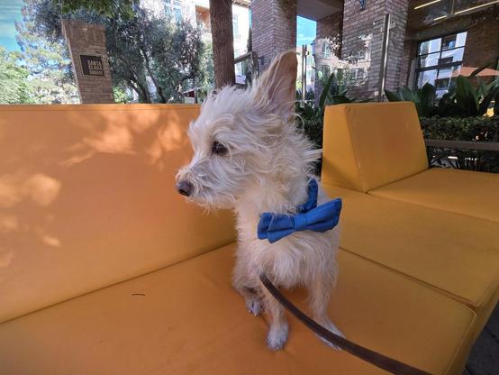 Photo of Ashley's dog Captain Jake Ballard wearing a blue bowtie on his collar with a brown leash, sitting on bright orange colored exterior couches with a brick pillar behind with a plaque saying "Santa Clara Square" and three more brick pillars to the right in front of a brick wall and trees, shrubs, and other plants surrounding the couches. It's a nice sunny day with blue skies.