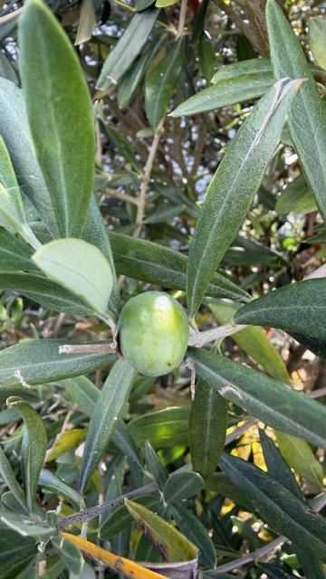 Un gros plan d'une branche d'olivier représentant une olive verte parmi des feuilles vertes brillantes.