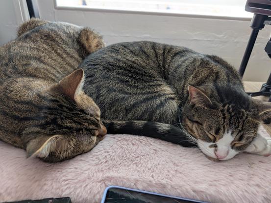 a photo of two tabby cats on a pink fluffy pillow, this is located on my office desk, and they are both asleep to the left of my keyboard.