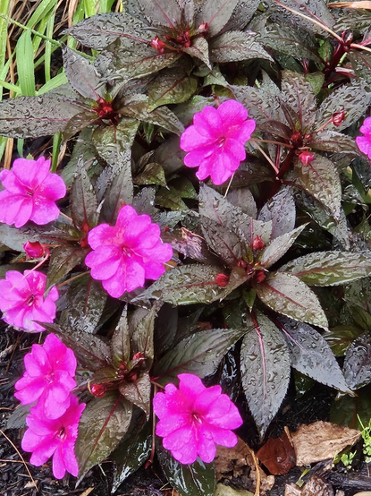 Pinkish purple impatiens blossoms with the dark leaves of the plant surrounding them. Each cluster of leaves has new buds in the center. The leaves and flowers have raindrops on them.