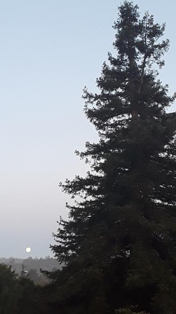 A redwood tree on the right side. The full moon is setting above a ridge at the bottom left.
