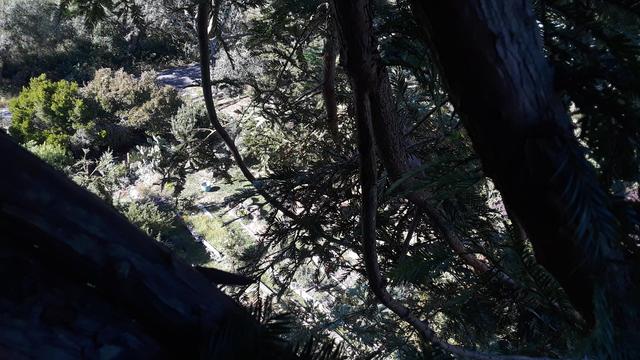 A view from about sixty feet up in the redwood tree, into my garden below.