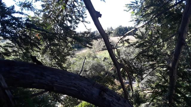 A view down from the redwood tree. There is a dead branch running almost vertically from top to bottom. There is a pasture in the distance.