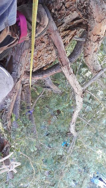 A view from the redwood tree. A little bit of my legs are visible at the left, a rope runs down from the center top, a mass of greenery is below.