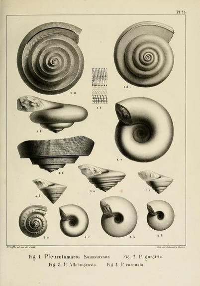 Illustration plate showing detailed scientific drawings of fossilized mollusk shells from the Cretaceous period, found near Geneva. The page features multiple spiral-shaped shells with varying textures and cross-sections, labeled as Pleurotomaria Saussureana, P. gurgitis, P. Allobrogensis, and P. coronata. Notable details include finely etched spiral ridges, smooth and rough shell surfaces, and segmented cutaway views revealing internal structures. The plate is numbered 23 and includes magnified sections highlighting shell patterns. This 19th-century lithograph serves as a precise paleontological reference for different fossil mollusk species from green sandstone deposits around Geneva.