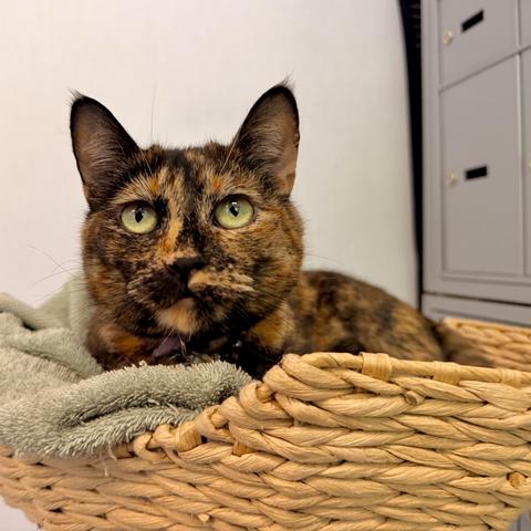 A photo of Aiko the baby tortie