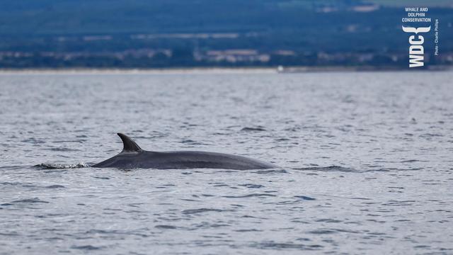 An adult Minke whale surfaces to breathe in calm water, with land away in the distance. Inner Moray Firth, Scotland.