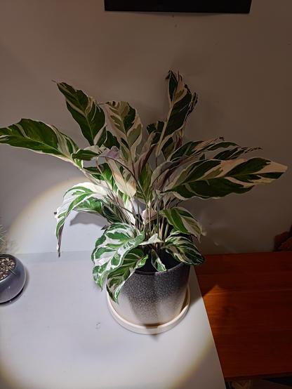 White fusion calathea on a bench. Each leaf looks like a little watercolor painting with areas of white, light green and green variegation.