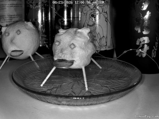 A 235 day old lemon pig.