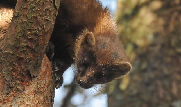 Pine Marten.