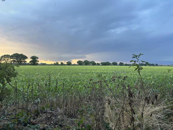 A view from Bluebell Woods near Great Yarmouth over nearby farmer fields. The sky is filled with ominous looking storm clouds which would drench the area in about 15 minutes after this was taken.
