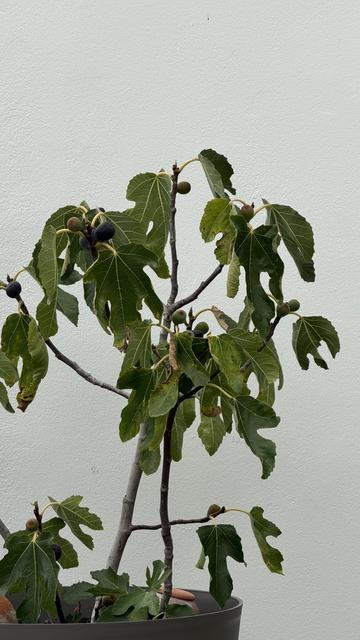 Un figuier avec des feuilles vertes et des figues matures de différentes couleurs, sur un fond blanc uni.