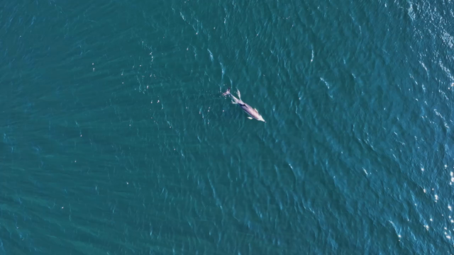 Dolphins playing.