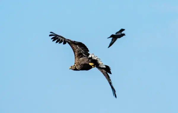 Sea Eagle and crow.