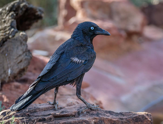 Corvus bennetti (known as little crow) standing on a rock and turning its head to the side.