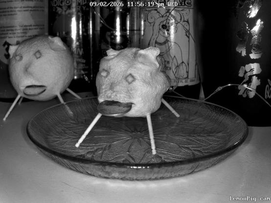 A 246 day old lemon pig.