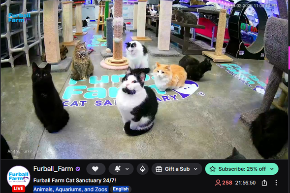 a screenshot of a cat rescue sanctuary. One of the inside cameras that watch over the treat dispenser. a number of cats are waiting patiently and expectantly for treats to come forth.