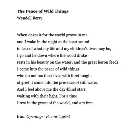 The Peace of Wild Things 
Wendell Berry 


When despair for the world grows in me 

and I wake in the night at the least sound

in fear of what my life and my children's lives may be, 

I go and lie down where the wood drake

rests in his beauty on the water, and the great heron feeds. 

I come into the peace of wild things 

who do not tax their lives with forethought

of grief. I come into the presence of still water. 

And I feel above me the day-blind stars 

waiting with their light. For a time 

I rest in the grace of the world, and am free. 


from Openings: Poems (1968)