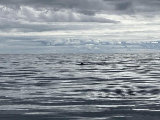 The Atlantic ocean and its sky off to the horizon. A young seal circles its curiosity. Cautiously. 

It goes on for a while.