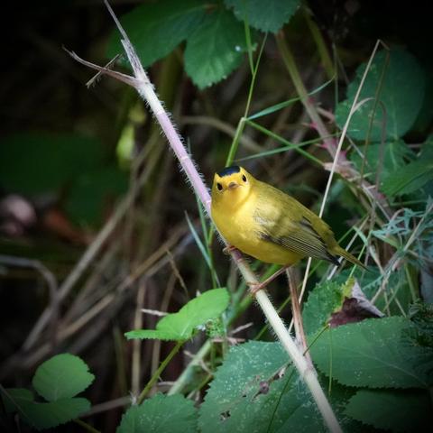A little yellow bird looking straightforward with almost a frown and a black cap sitting on a prickly branch