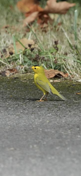 Bird on the pavement standing and looking to the left with a black cap and orange juice feet. This bird has a very strong stance.