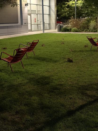Several rabbits are on the grassy area near red benches outside a modern building at night.