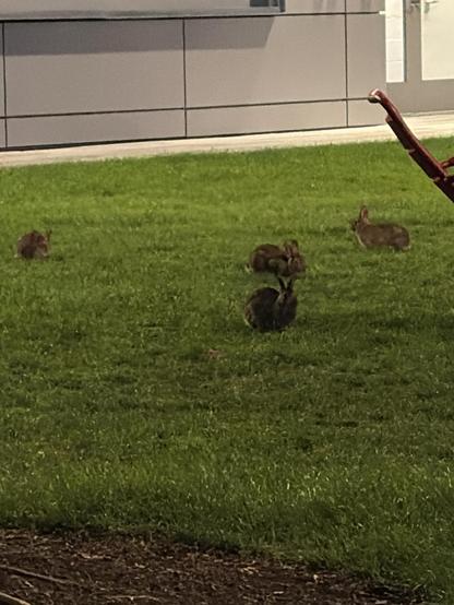 Four rabbits sitting on a green lawn near a building and a piece of playground equipment.