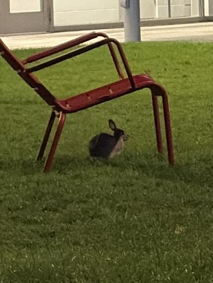 A rabbit sitting on grass under a tilted red metal chair at night.