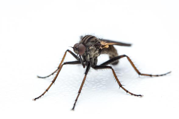Macro photo of a Robber Fly