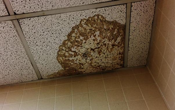 Image:
Atomicdragon136 (modified)
https://commons.wikimedia.org/wiki/File:Ceiling_water_damage.jpg

CC BY 3.0
https://creativecommons.org/licenses/by/3.0/deed.en