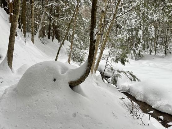 From a family hike in the woods 6 years ago where a lump of dirt (or old stump) has a young tree growing out that had to make some adjustments from horizontal to vertical. The result is what looks like a mastodon/elephant covered in snow with its trunk raised in the air to trumpet.