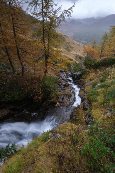 A mountain stream flowing through an autumnal forest with golden and green trees, under an overcast sky.
