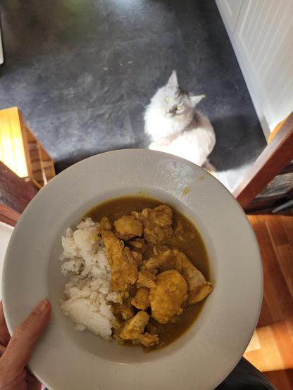 My slow cooker chicken lentil and rice lunch. Headphones looking on interested in the background.
