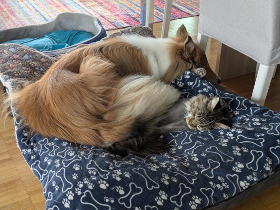 A Sable Rough Collie sharing a pet bed with a black tabby with white Maine Coon by probably partially laying across the latter though it's hard to tell with all the floof