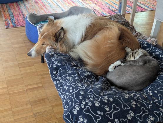 Collie and Coonie still sharing the bed in different sleeping positions, the cat curled up next to... let's be gentle... the rear end of the dog