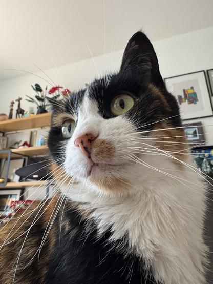 Photo of shorthair calico cat, portrait of face, so shot from from below. Shelves in background.