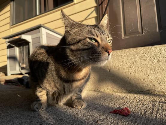 In patchy sunlight, a striped brown tabby squats and peers outward with ears back and eyes narrowed.