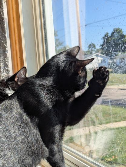 A photograph of two cats in a window, one of them is holding the back of his front-left paw up to the window.